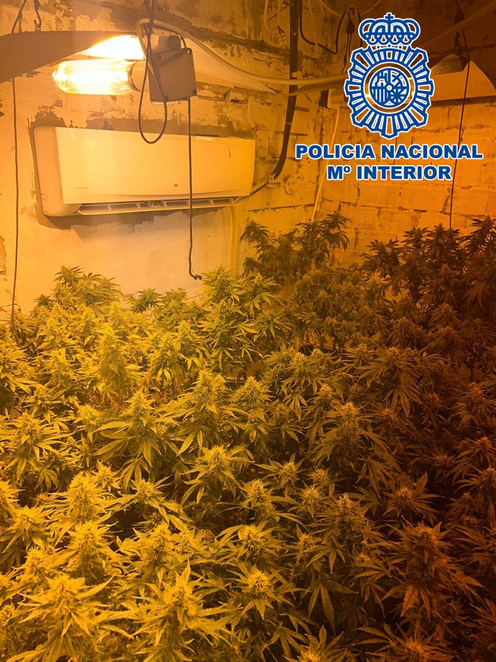 Desmantelada-una-plantación-indoor-de-cannabis-sativa-en-una-vivienda-del-barrio-Sagrado-Corazón