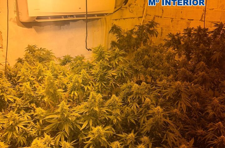 Desmantelada-una-plantación-indoor-de-cannabis-sativa-en-una-vivienda-del-barrio-Sagrado-Corazón