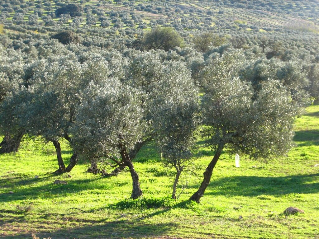 La-Consejería-de-Agricultura-concede-los-abonos-del-anticipo-de-la-PAC-de-2023-al-sector-agrario