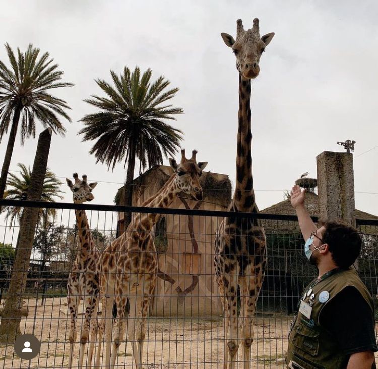 Muere-la-jirafa-Jerez-,uno-de-los-animales-más-emblemáticos-del-Zoo