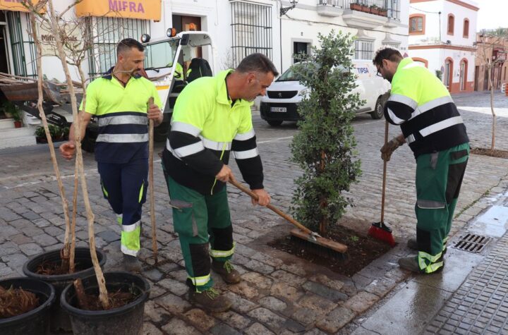 El-Ayuntamiento-procede-a-la-plantación-de-metrosideros-en-la-calle-Ancha