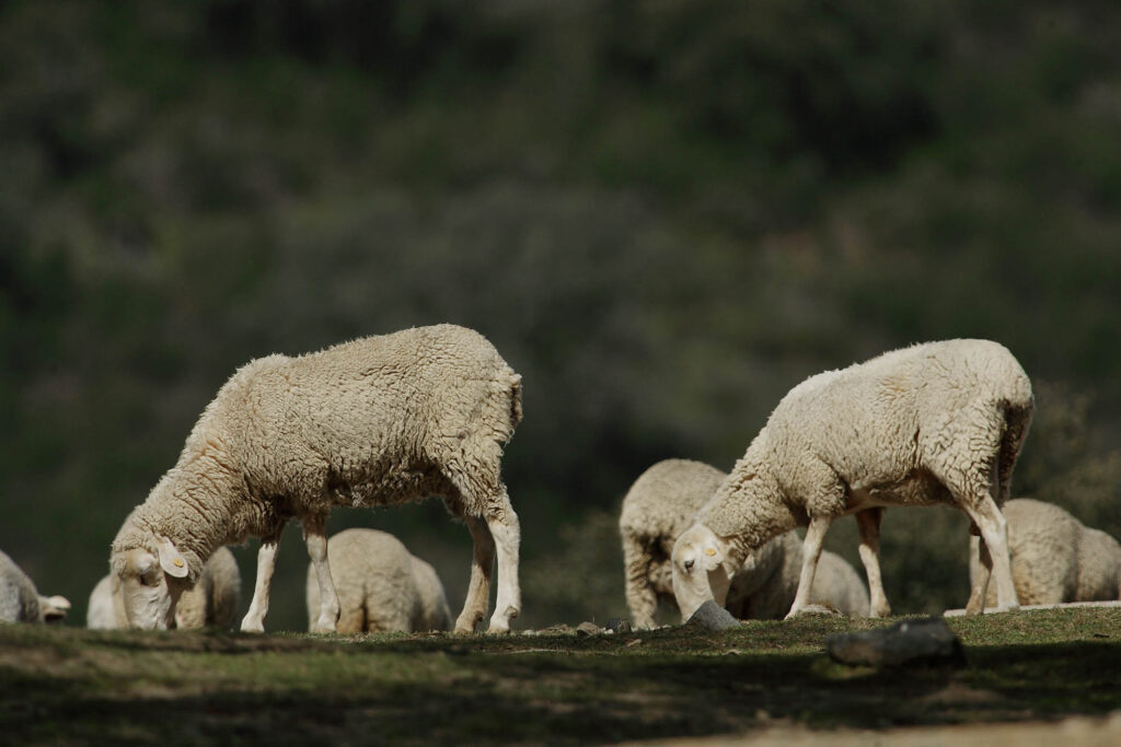 vacunas-andalucía